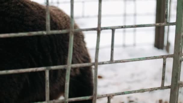 Ours Brun Dans Une Cage Fer — Video