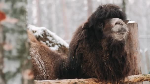 Camello Bactriano Para Nieve Mastica Heno Retrato Camello Dos Jorobas — Vídeo de stock