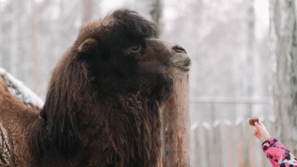 Bactriansk Kamel Står Snön Och Tuggar Porträtt Tvåpucklad Kamel Snön — Stockvideo