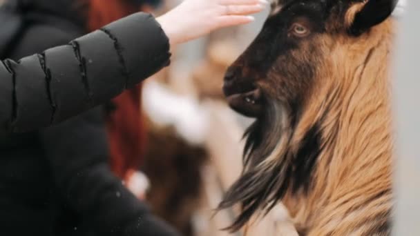 Zimě Koza Ohradě Kozel Podívá Kamery Farma Koza Farmě Detailní — Stock video