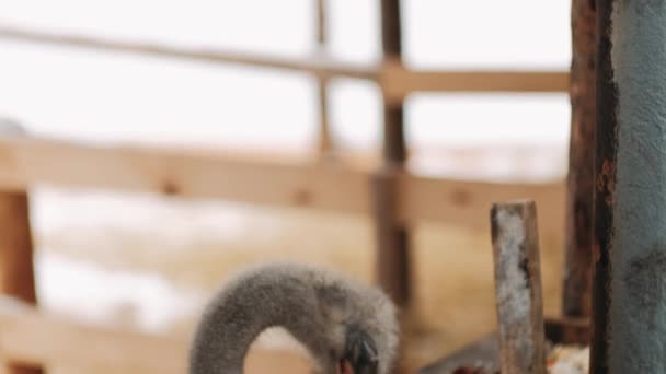 Struisvogel Pen Eet Winter Struisvogelpen Drie Struisvogels Kijken Uit Van — Stockvideo