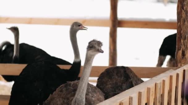 Struisvogel Pen Eet Winter Struisvogelpen Drie Struisvogels Kijken Uit Van — Stockvideo