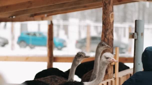 Strauß Gehege Frisst Winter Straußenfeder Drei Strauße Lugen Hinter Einem — Stockvideo