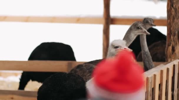 Struisvogel Pen Eet Winter Struisvogelpen Drie Struisvogels Kijken Uit Van — Stockvideo