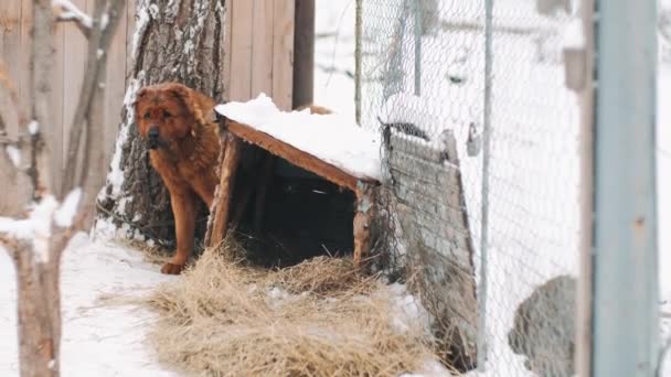 Grote Rode Hond Winter Bij Het Hokje — Stockvideo