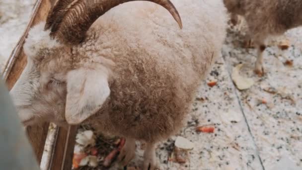 Ziege Winter Stall Die Ziege Blickt Die Kamera Bauernhof Ziege — Stockvideo