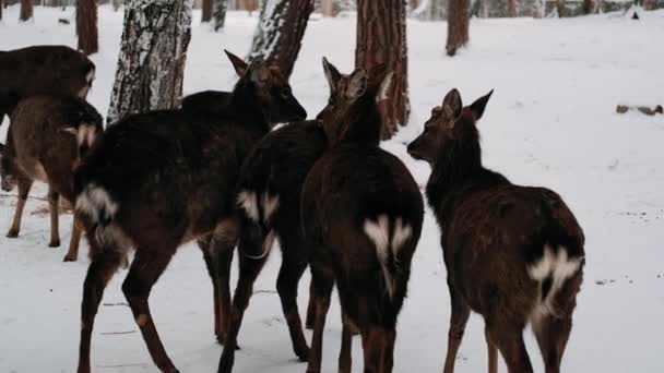 Deer Winter Deer Herd — Stock Video