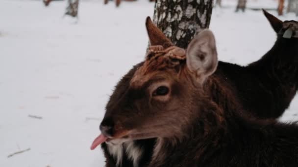 Cerfs Hiver Troupeau Cerfs — Video