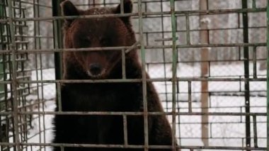 Boz ayı demir kafeste