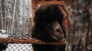 Bir bactrian devesi karda duruyor ve saman çiğniyor. Karda iki hörgüçlü devenin portresi