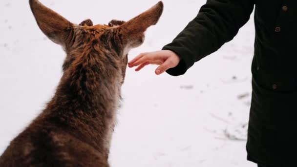 Rehe Winter Hirschrudel — Stockvideo