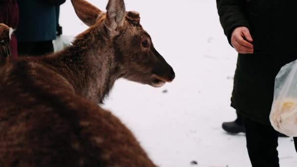 Ciervo Invierno Manada Ciervos — Vídeo de stock