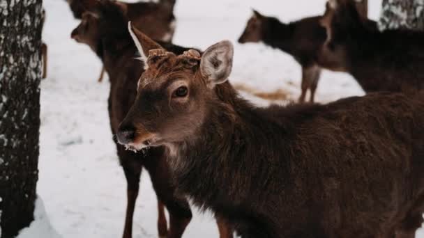 Deer Winter Deer Herd — Stock Video