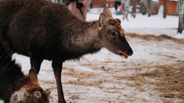 Cerfs Hiver Troupeau Cerfs — Video