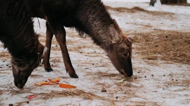 Rehe Winter Hirschrudel — Stockvideo