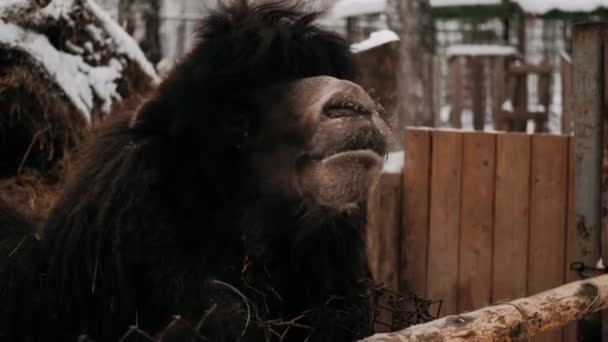 Bactriansk Kamel Står Snön Och Tuggar Porträtt Tvåpucklad Kamel Snön — Stockvideo