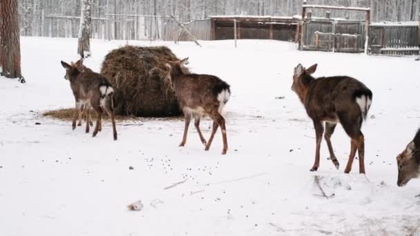 Rehe Winter Hirschrudel — Stockvideo