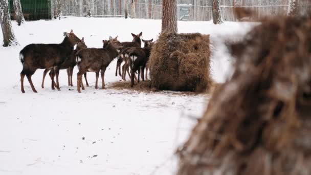 Deer Winter Deer Herd — Stock Video