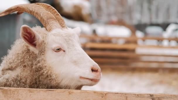 Koza Zimie Zagrodzie Koza Patrzy Kamerę Farma Koza Farmie Zbliżenie — Wideo stockowe