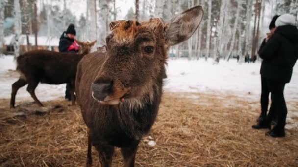 Ciervo Invierno Manada Ciervos — Vídeos de Stock