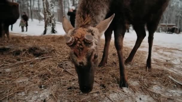 Ciervo Invierno Manada Ciervos — Vídeo de stock