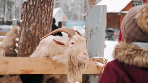 Kecske Télen Karámban Kecske Belenéz Kamerába Farmot Kecske Farmon Közelkép — Stock videók