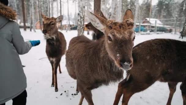 Ciervo Invierno Manada Ciervos — Vídeo de stock