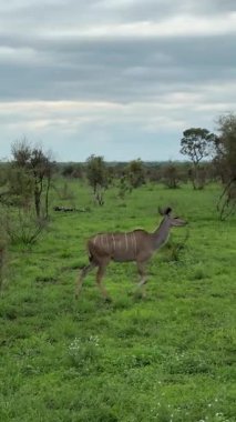 Bir antilop vahşi doğada yer.