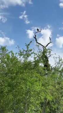 Kruger Park 'taki ölü bir ağacın tepesinde bir kuş oturuyor..