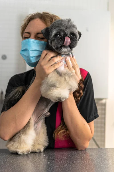 Bela Raça Shih Tzu Cão Com Veterinário Cão Groomer Sua Imagem De Stock