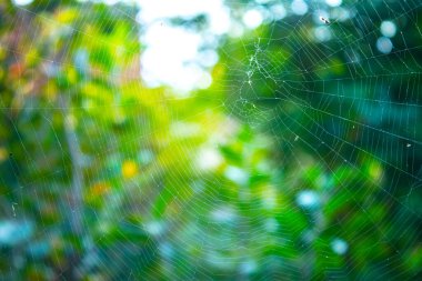 Yakın plan örümcek ağı, doğa arkaplan