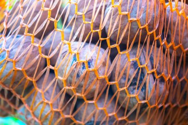 Kapalı ceviz torbası, arka plan