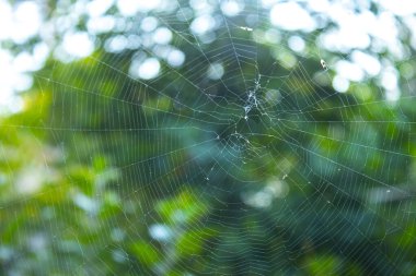 Yakın plan örümcek ağı, doğa arkaplan