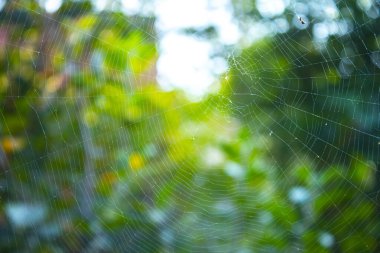 Yakın plan örümcek ağı, doğa arkaplan