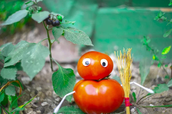 Funny figure from tomatoes in the garden. An example of decorative work with vegetables. Autumn harvest.