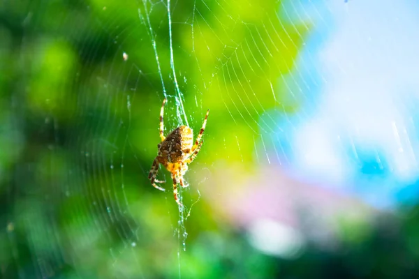 Spider Klimmen Het Web Natuur — Stockfoto