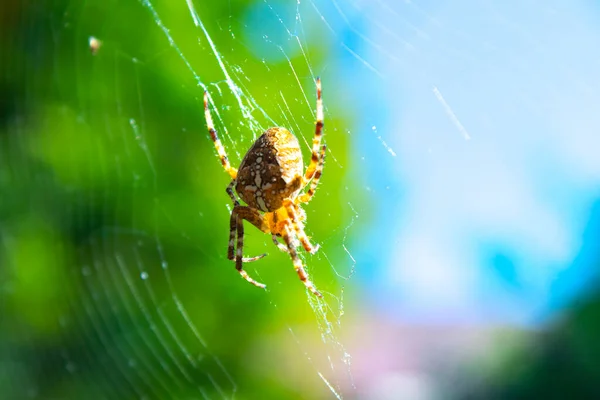 Spider Klimmen Het Web Natuur — Stockfoto