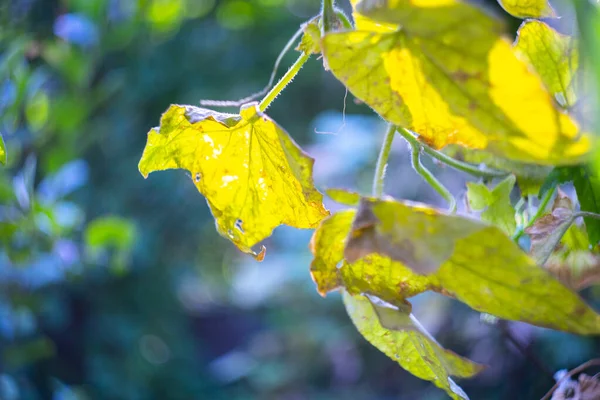 Zbliżenie Jesień Żółte Liście Jasny Słoneczny Dzień — Zdjęcie stockowe