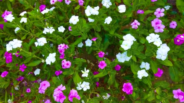 庭のピンクと白の花背景 — ストック動画