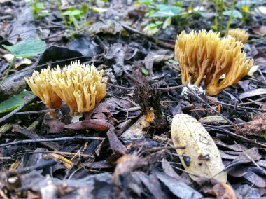 Sonbahar, yakın plan mantarlar yeşil çimlerde