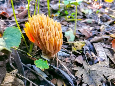 Sonbahar, yakın plan mantarlar yeşil çimlerde