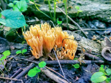 Sonbahar, yakın plan mantarlar yeşil çimlerde