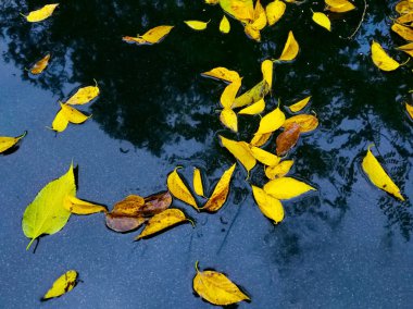 Sarı sonbahar yapraklarının yumuşak ve seçici odağı asfaltta bir su birikintisinde ve ağaç dallarının yansımasında yatıyor. Sonbahar havası arka planı, sonbahar yapraklarının düşüşü manzarası