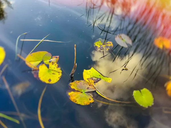 Big Green Leafs Waterlilly Pant Pool Reflection Trees Sky Water — Stock Photo, Image