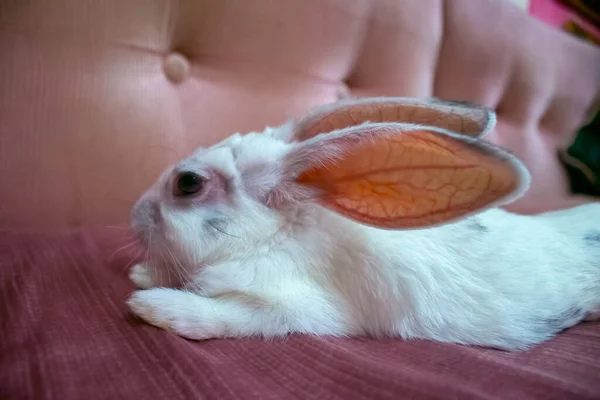Ein Süßes Weißes Kaninchen Entspannt Sich Auf Dem Sofa — Stockfoto