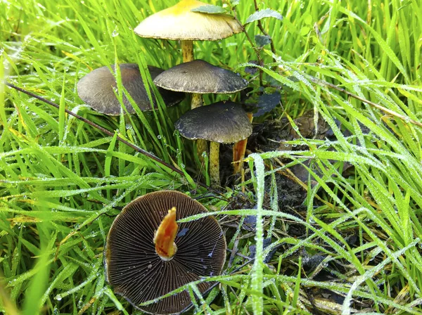 Herfst Close Champignons Groen Gras — Stockfoto