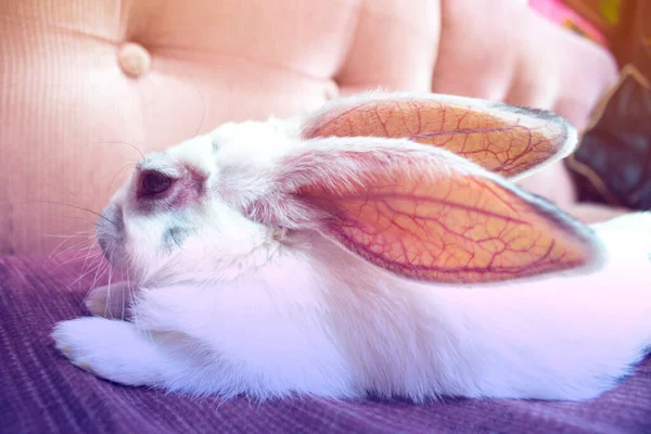 Симпатичный Белый Кролик Отдыхающий Диване — стоковое фото