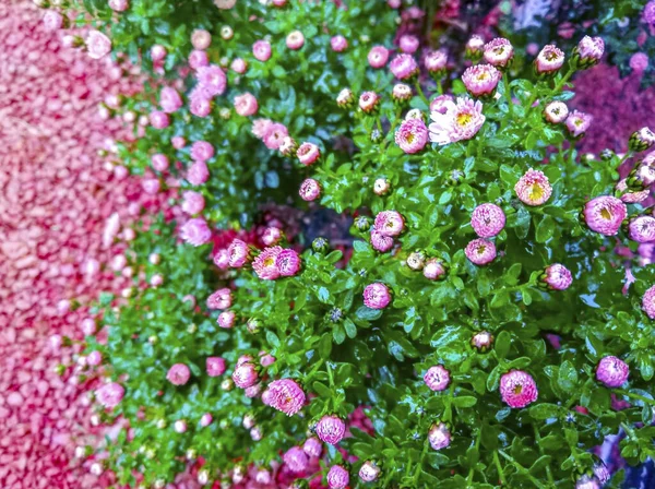 Rózsaszín Virágok Bokor Háttér Struktúra — Stock Fotó