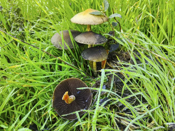 Herfst Close Champignons Groen Gras — Stockfoto