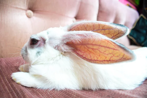 Lindo Conejo Blanco Relajándose Sofá — Foto de Stock